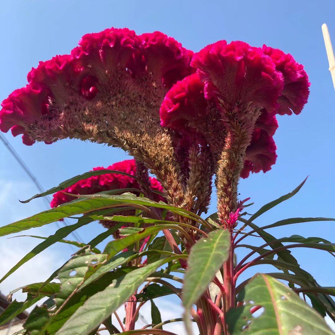 鸡冠花种子春天播种花籽易活花卉庭院地栽美化环境绿化园林冠状花