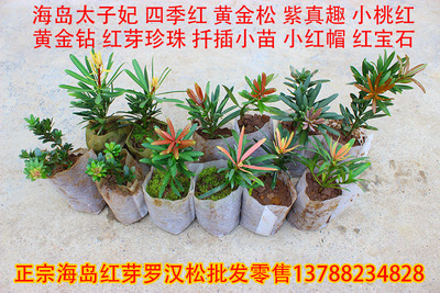 海岛红芽太子妃罗汉松珍珠