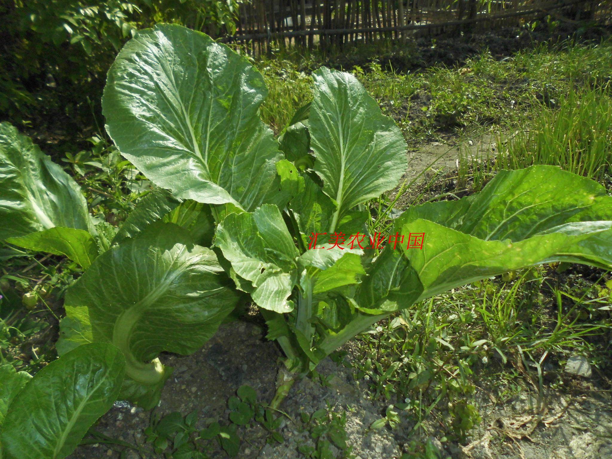 广西博白客家大芥菜种老品种扁合大芥菜 米大盖 广西介菜米