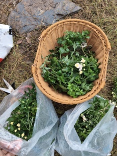 绝尘谷- 菊花枝条25元/40枝条包30个品种，10cm/枝，大花小花