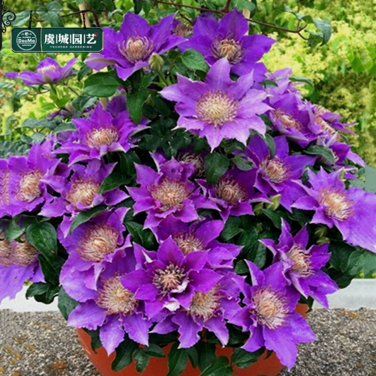 虞城园艺 铁线莲啤酒铁线莲矮生品种带花苞发货带盆栽好