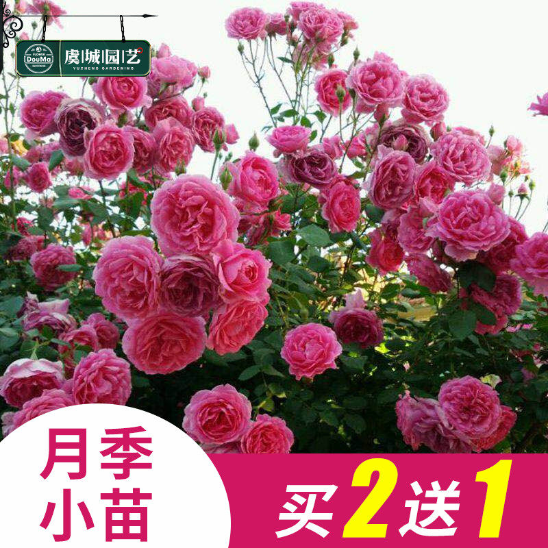 小苗|虞城园艺爬藤月季 大游行 玫红色大花多头丰花四季开花耐热在类目 鲜花速递/花卉仿真/绿植园艺, 花卉/绿植盆栽（新）, 花卉中 - 来自Buy2taobao.com提供专业的淘宝代购服务