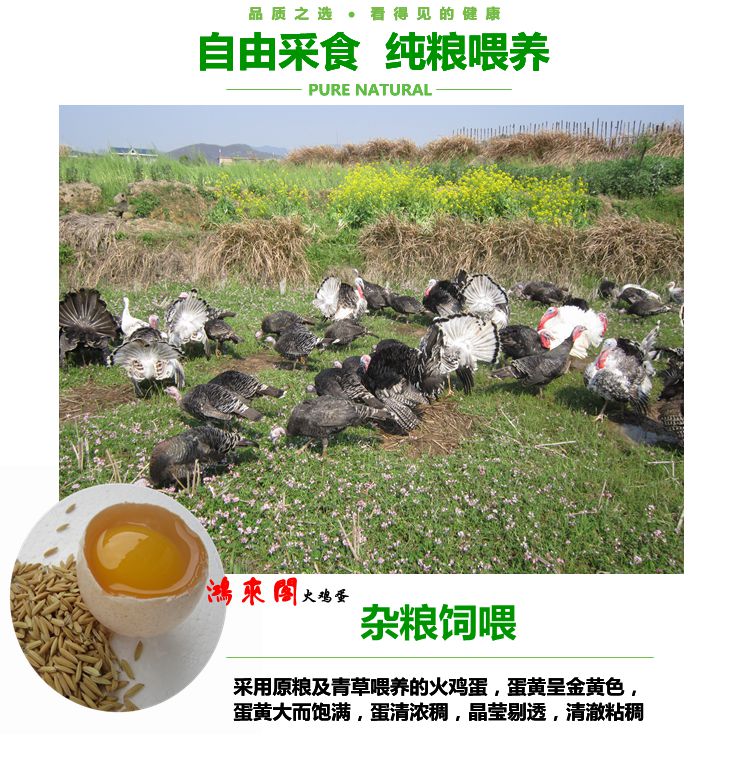 火鸡蛋 火鸡种蛋 贝蒂娜青铜尼古拉 孵化蛋一件十枚包邮