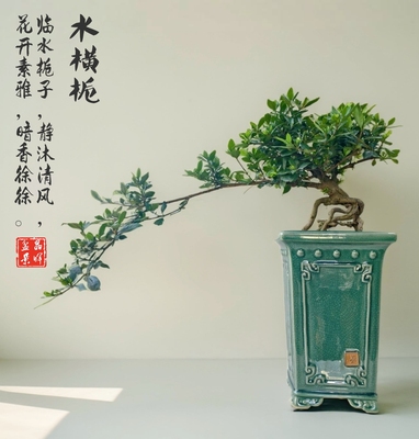 海岛水横枝小榄叶栀子花达摩黄栀子盆景提根临水式悬崖盆栽落山桩