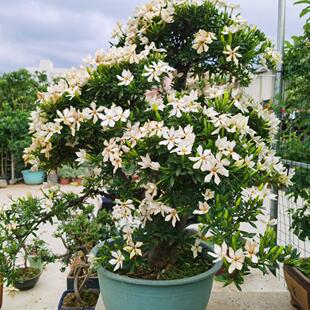 海岛水横枝小榄叶栀子花达摩黄栀子盆景提根临水式悬崖盆栽落山桩