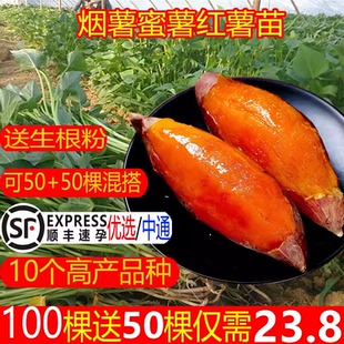 地瓜种植苗糖心烟薯紫薯25号密薯种苗红薯苗秧板栗薯秧苗烟薯苗种