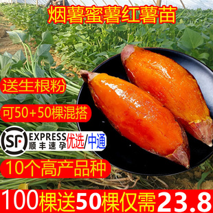 烟著25号烟薯红薯苗种 西瓜红蜜薯苗种地瓜秧苗紫薯苗秧糖心山芋