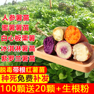 烟薯红薯苗种紫薯种苗蜜薯25叶苗地瓜苗秧西瓜红板栗秧苗山芋批发