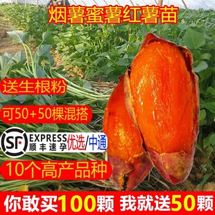 红薯苗地瓜苗紫薯苗密薯苗西瓜红薯苗板栗薯秧苗烟薯苗老品种薯苗