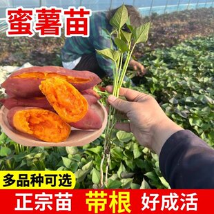 烟薯苗种红薯苗秧地瓜秧苗糖心蜜薯25苗哈蜜薯苗蕃薯苗正宗山芋苗