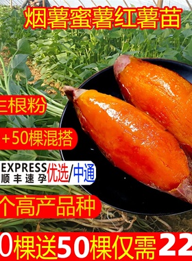 正宗烟薯苗种糖心蜜薯25号红薯种苗板栗地瓜秧苗山芋番薯苗秧批发