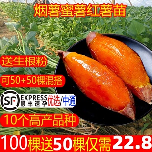 烟薯蜜薯25种苗糖心红薯苗种板栗地瓜秧苗番薯苗秧山芋紫薯种植苗