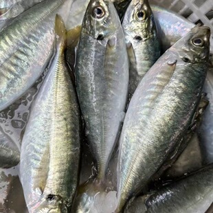 福建便宜的海鱼池鱼鲜活非养殖巴浪鱼酒店竹夹鱼烧烤青占鱼山鲐鱼