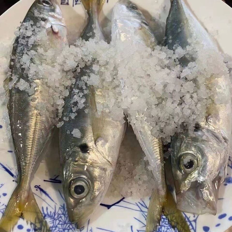 福建池仔巴浪鱼海鲜竹荚鱼巴郎酒店鲜活海捕青占鱼现捕特大号池鱼