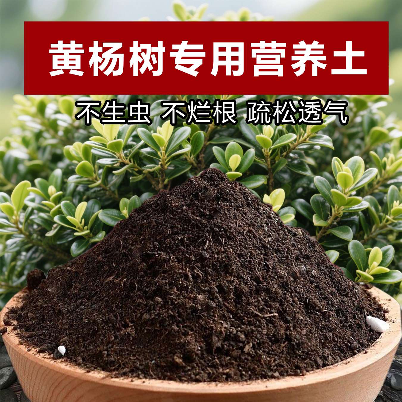 黄杨树苗家用花肥专用土营养土瓜子黄杨木养料化肥复合有机土老桩