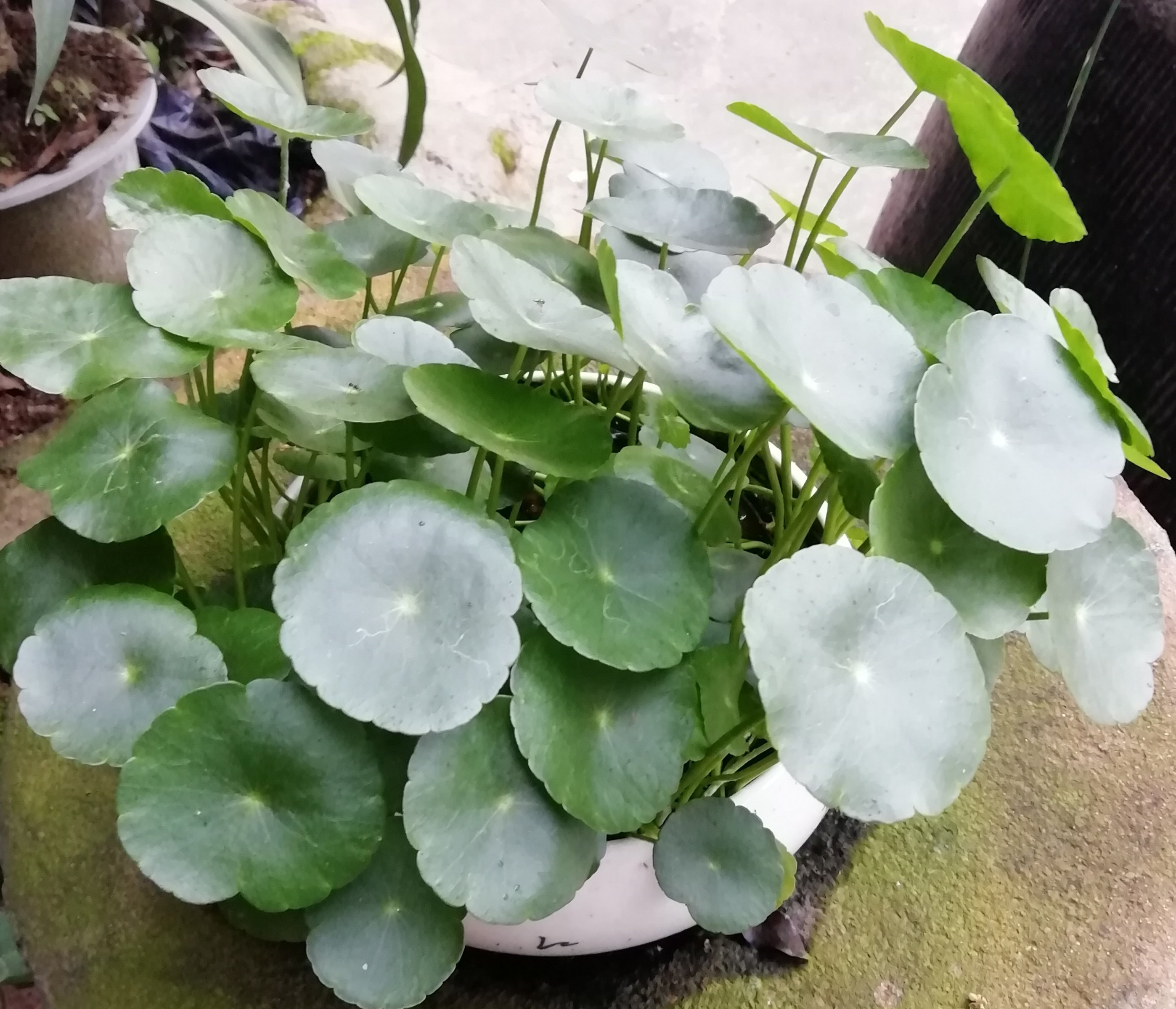 沼泽过滤小盆景绿芋紫芋挺水植物办公桌根系发达聚财盆栽