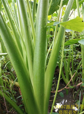 沼泽过滤水培根系发达网红净化水养深紫芋鱼池绿色水芋石菖蒲