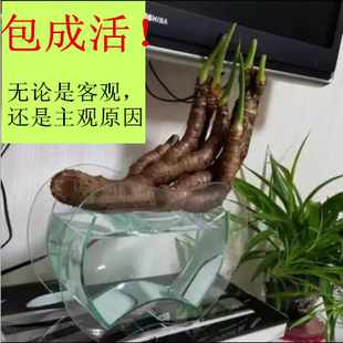 别墅造景 小叶滴水观音横养水培花瓶千手观音趣味盆景办公室花盆