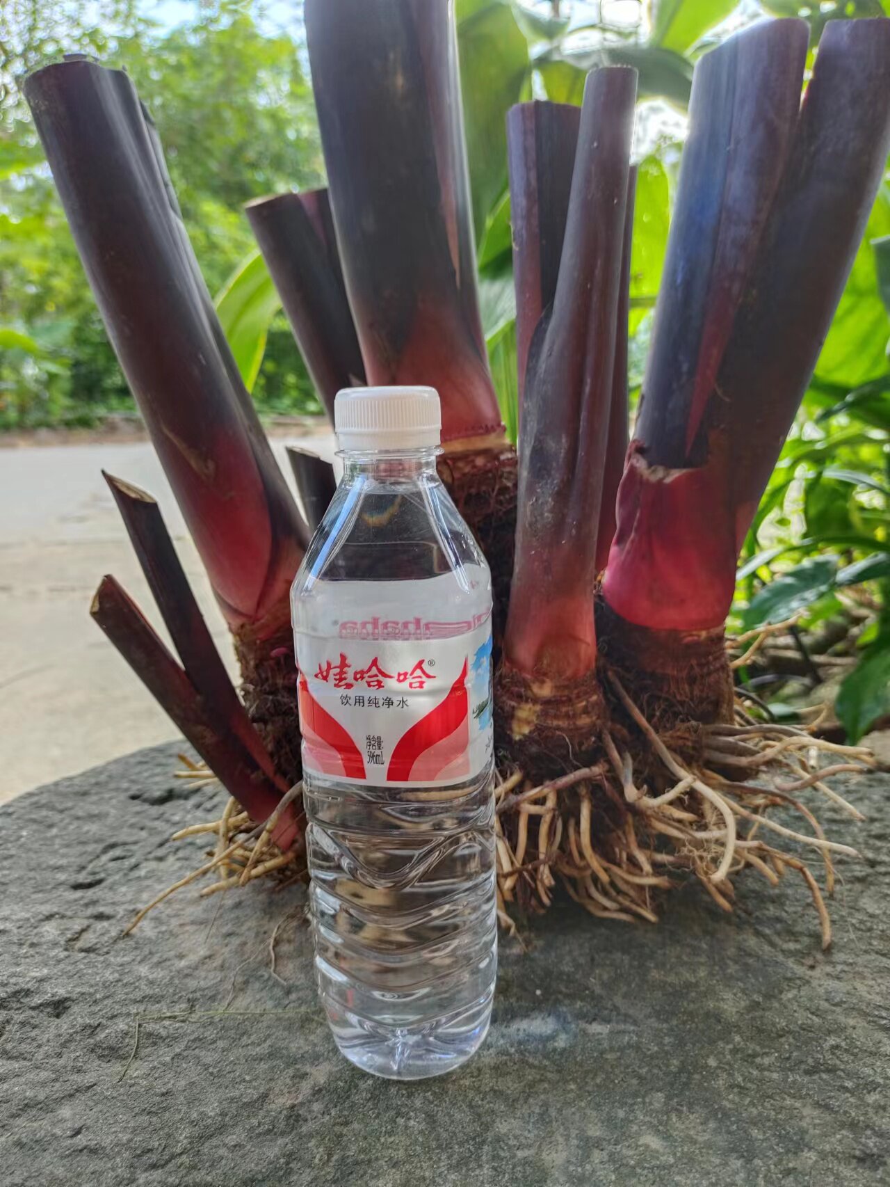 紫气东来风水位药用食用深紫芋梗芋头苗室内绿植盆栽别墅造景