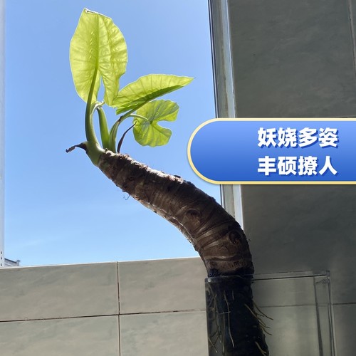 包成活霸王芋易种植室内外水培