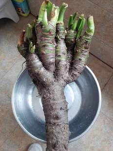 好成活 竖养滴水观音千手盆景水培土培植物横养养水养好养绿植物