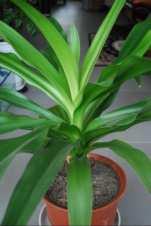 绿植奇趣植物易养文殊兰喜阴环境开花白花盆景盆栽室内阳台花卉