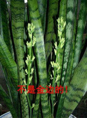 高大环保盆景虎尾兰盆栽净化空气吸甲醛室内银脉虎皮兰绿色植物