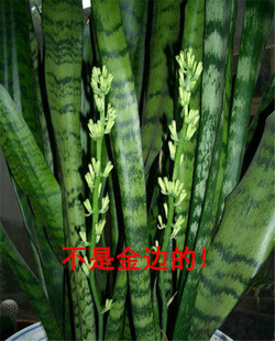 高大环保盆景虎尾兰盆栽净化空气吸甲醛室内银脉虎皮兰绿色植物