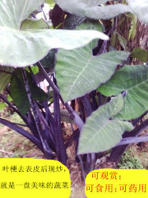 药用价值高特色高雅盆景沼泽过滤挺水植物室内花卉盆栽深紫芋苗
