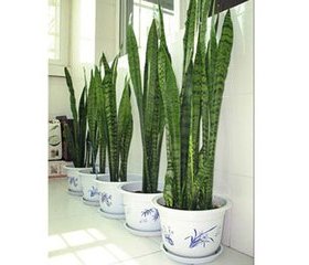 室内环保盆景四季绿色虎皮兰净化空气防辐射植物除甲醛虎尾兰盆栽