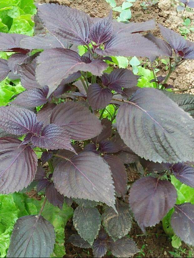 自种蔬菜苗四季蒜苗紫苏苗红枸杞鱼腥苗血皮菜红薯叶苗中草药苗