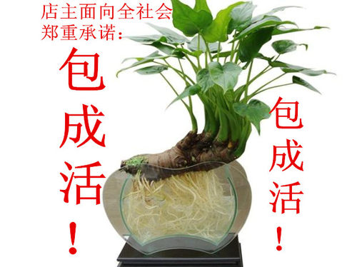 千手观音根艺盆景美观大方产地