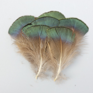 天然锦鸡绿片DIY饰品服装工艺品毕业设计辅料装饰小羽毛配件50支