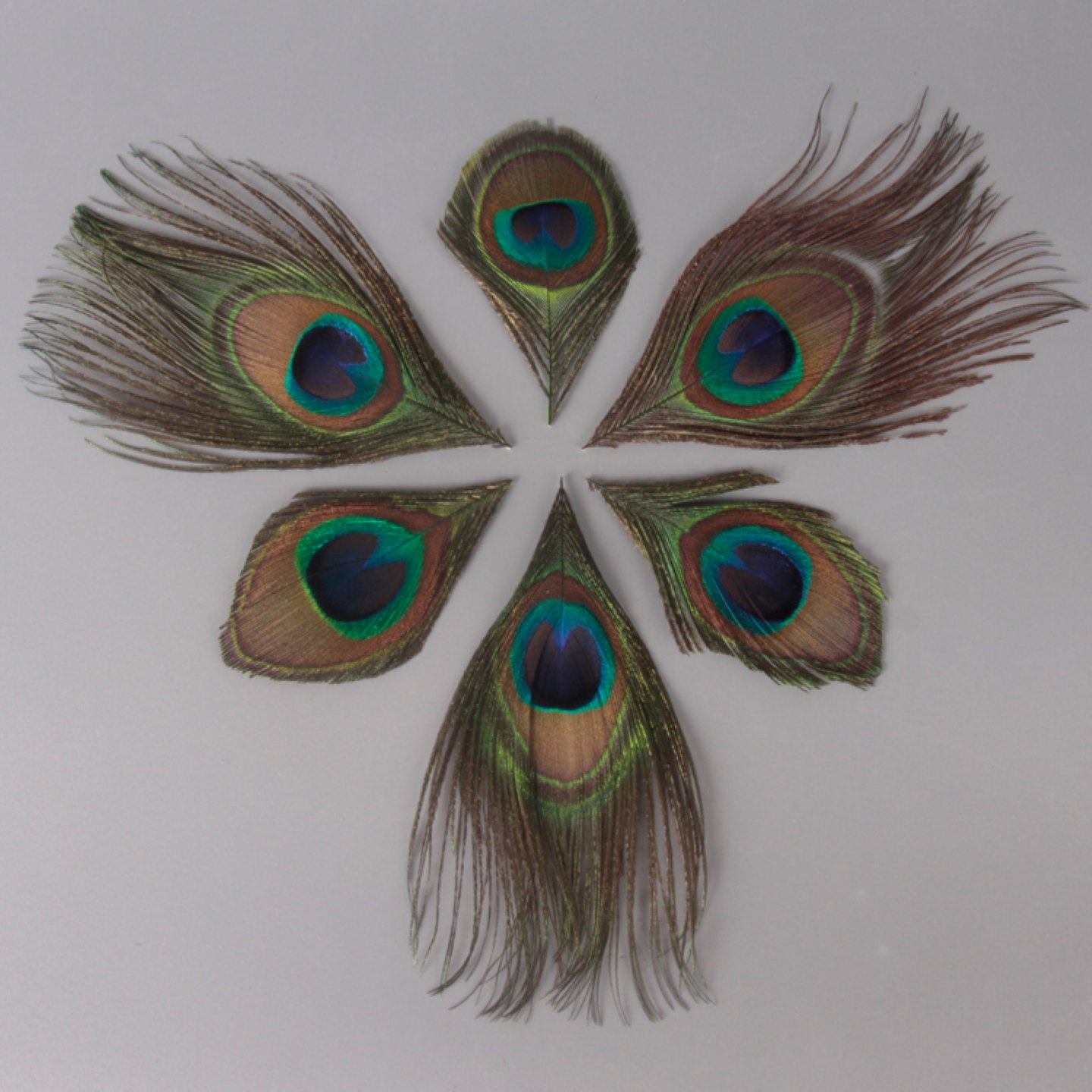 天然真孔雀羽毛翎尾大小眼睛 DIY手工服装材料饰品舞台配件,饰品/流行首饰/时尚饰品新,其他DIY饰品配件,淘宝优惠券,粉丝福利购,淘宝优惠卷