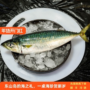 东山岛养殖鲭鱼青花鱼刺身冰鲜发顺丰 450-550g/条