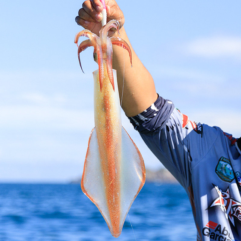海手钓东山岛大管鱿火剑筒火箭鱿鱼枪乌贼剑先刺身鲜冷冻海兔透抽