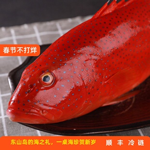 东山岛活冻东星斑海鲜水产石斑鱼顺丰冷链海鲜海鱼