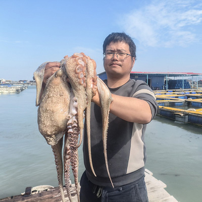 东山岛活冻大岩章大八爪鱼岩章