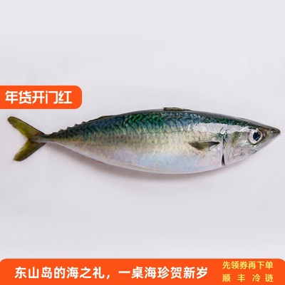 青花鱼鲭鱼东山岛生态养殖刺身