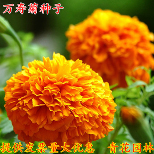 万寿菊种子景观绿化大菊花种子盆栽植物阳台室外庭院开花卉种籽