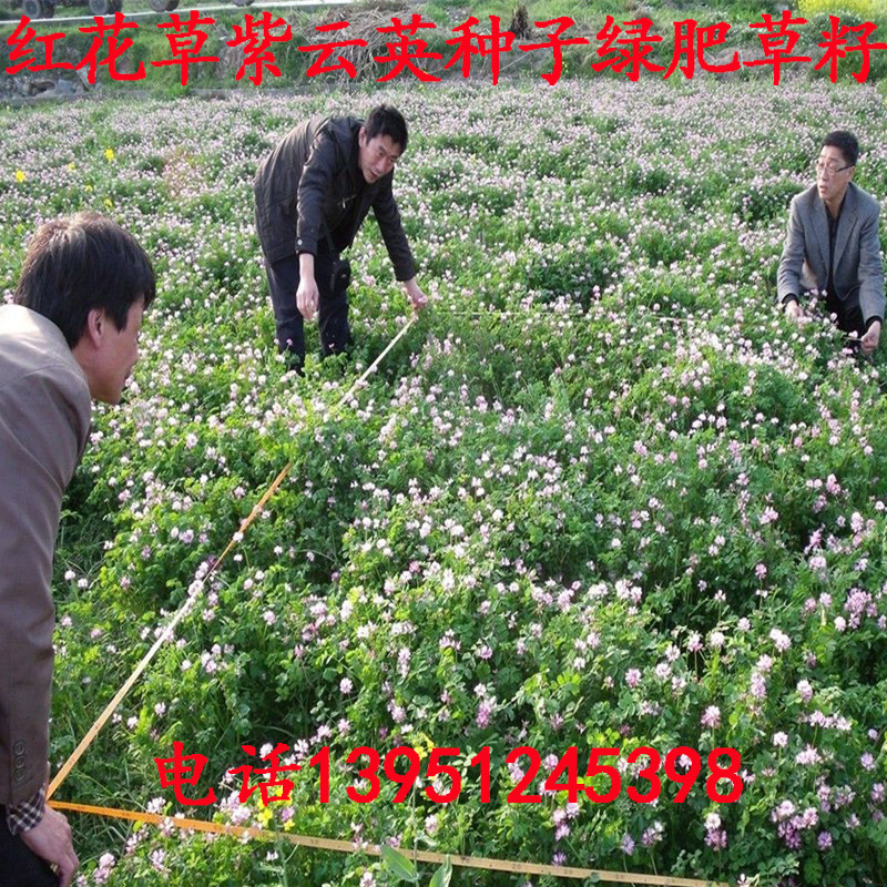 紫云英种子红花草籽果园绿肥牧草花种子植物草坪草籽翘摇养蜂蜜源
