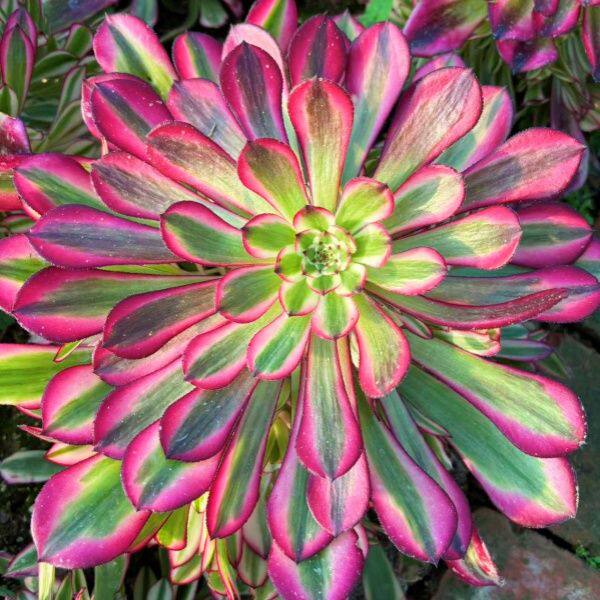 红铜壶超白锦法师锦老桩新品多肉红铜白锦多头盆栽手捧花懒人植物