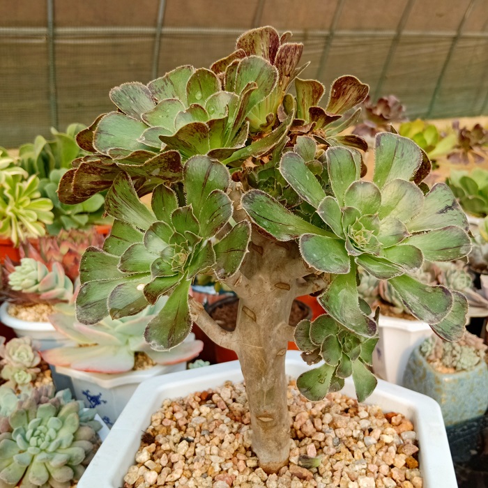 法师拉丝锦多肉植物 防辐射肉肉植物绿植办公室盆栽老桩 一拍一物