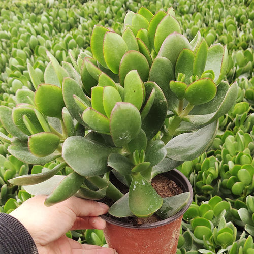 黄金花月玉树素材模板 黄金花月玉树图片下载 小麦优选