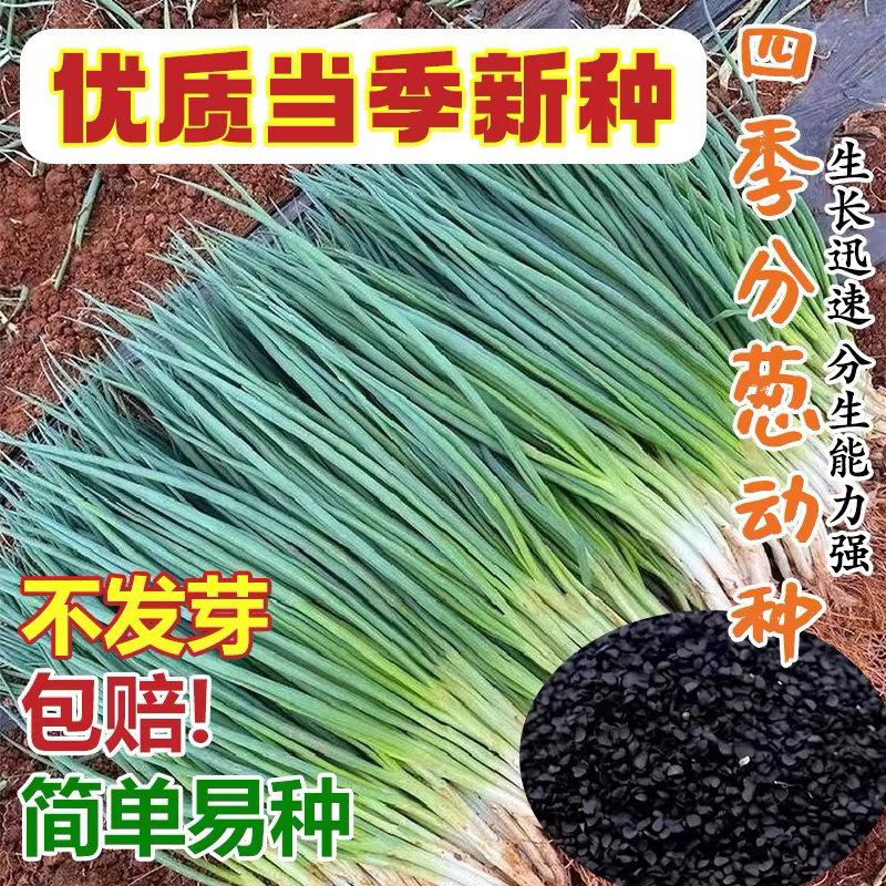 四季小香葱种子易种香菜种子