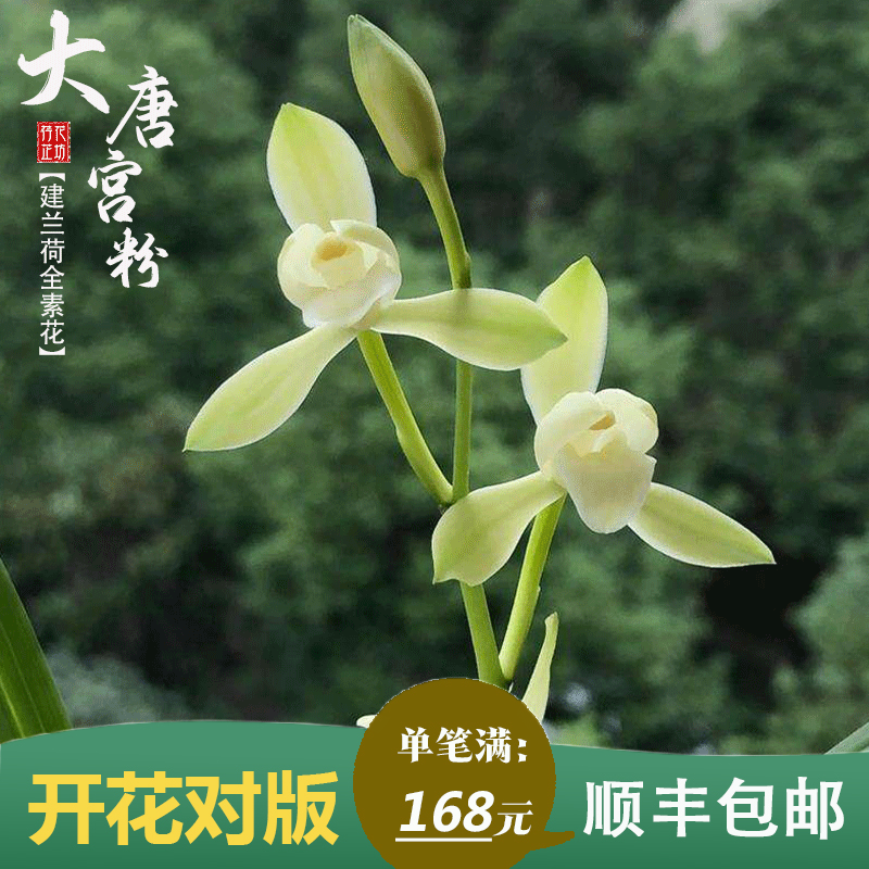 建兰梅荷全素大唐宫粉夏秋季带花苞四季兰花苗室内喜阴花卉绿植香