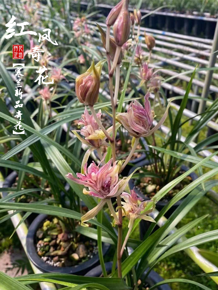 寒兰新品红凤奇花冬春季带花苞兰花苗冷香室内阳台喜阴花卉绿植物