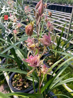 定制寒兰新品红凤奇花冬春季带花苞兰花苗冷香室内阳台喜阴花卉绿