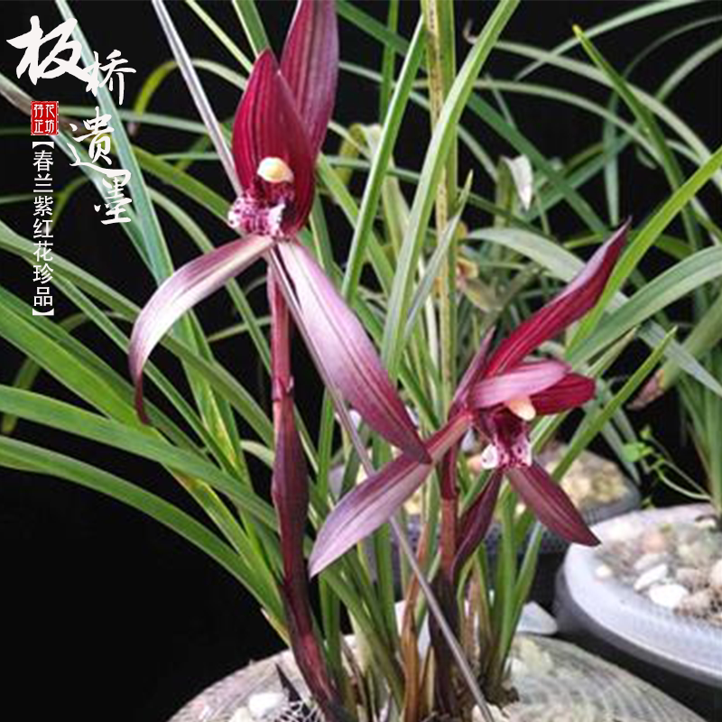 春兰板桥遗墨冬春季带花苞老种兰花苗草室内阳台喜阴花卉绿植浓香