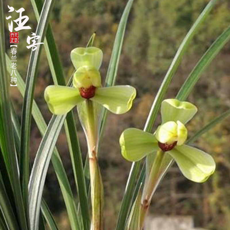春兰老八种汪字水仙瓣浓香冬春带花苞兰花室内阳台花卉盆栽绿植物